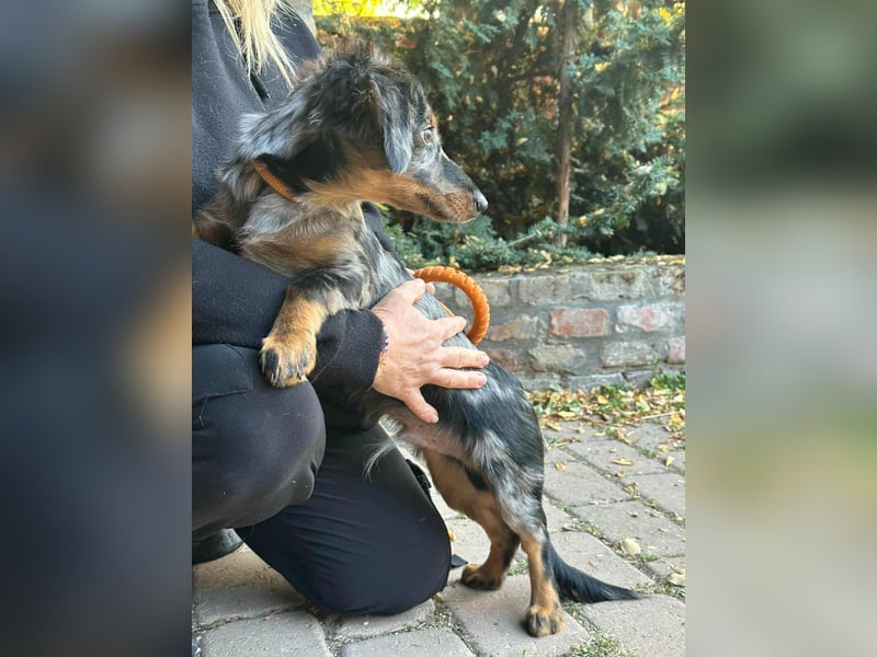 Benji, geboren 10.06.2025, 28cm sucht sein Plätzchen