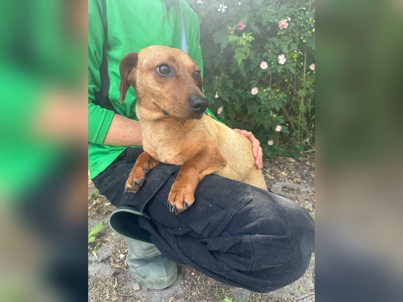 Pepe, 1 Jahr, 27cm sucht sein Glück