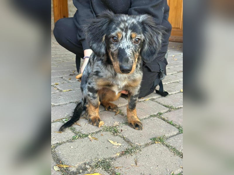 Benji, geboren 10.06.2025, 28cm sucht sein Plätzchen