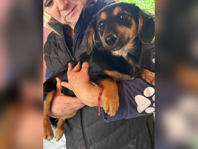 Zsanna, 8 Monate, 26cm sucht ihre Menschen