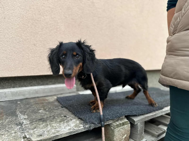 Borso, geboren 16.04.2025, 26cm sucht seine Menschen