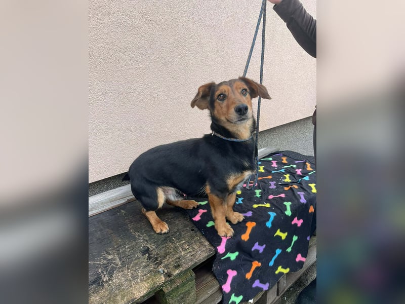 Muki, geboren 2023, 34cm sucht sein Zuhause