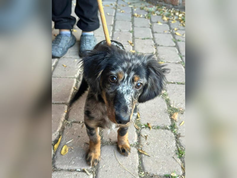 Benji, geboren 10.06.2025, 28cm sucht sein Plätzchen