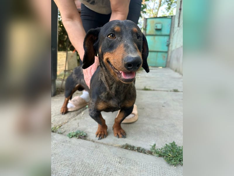 Klaus, geboren 14.02.2025, 30cm sucht sicheres Zuhause