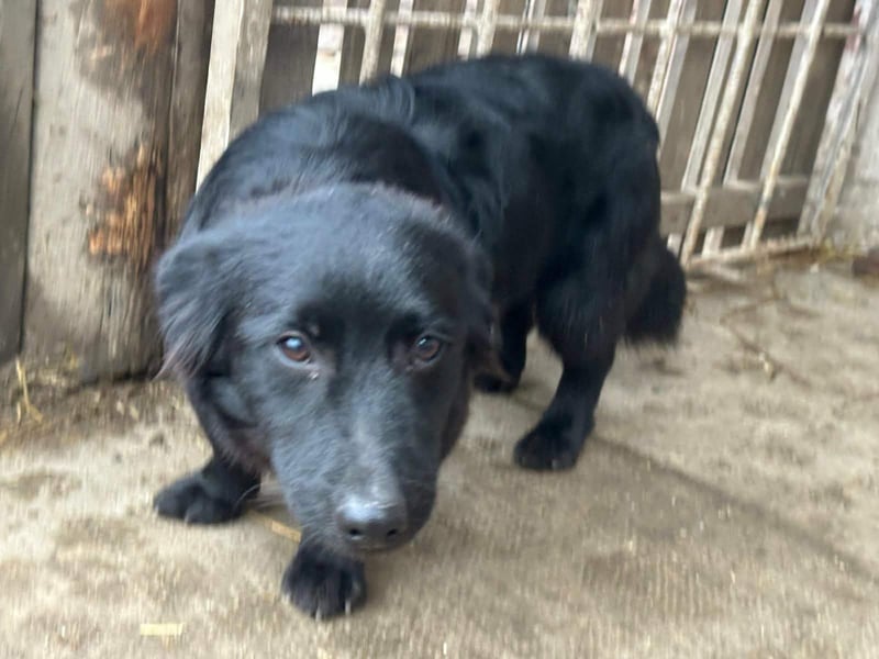 Blacky, geboren 01.04.2025, 40cm sucht geduldiges Zuhause