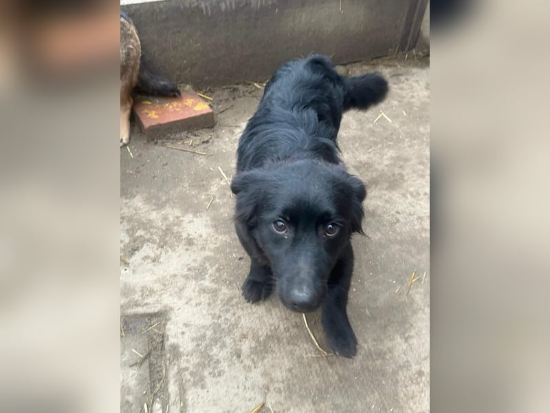 Blacky, geboren 01.04.2025, 40cm sucht geduldiges Zuhause