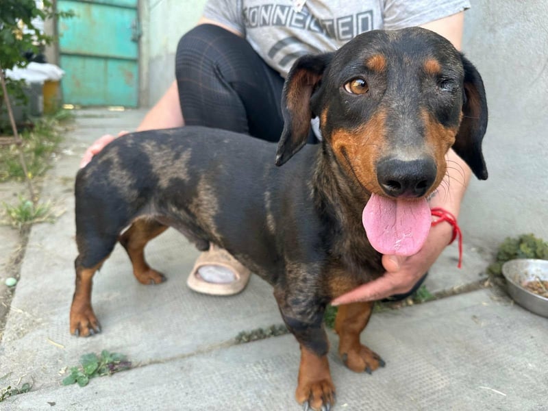 Klaus, geboren 14.02.2025, 30cm sucht sicheres Zuhause