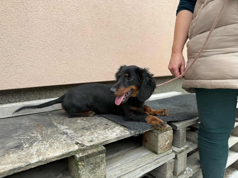 Borso, geboren 16.04.2025, 26cm sucht seine Menschen