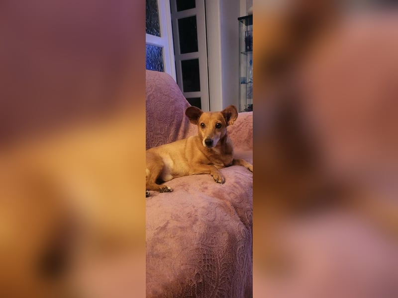 Rex, geboren 17.03.2020, 32cm sucht sein Menschen