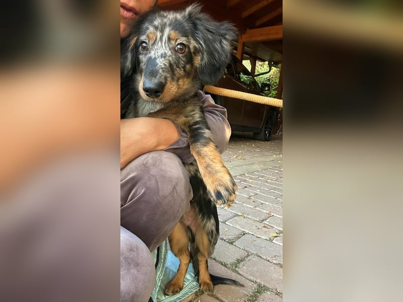 Benji, geboren 10.06.2025, 28cm sucht sein Plätzchen