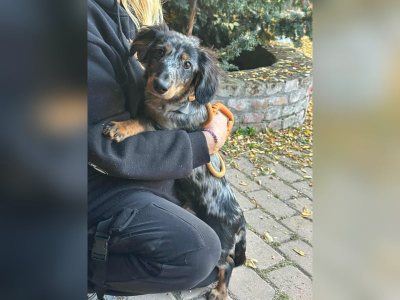 Benji, geboren 10.06.2025, 28cm sucht sein Plätzchen