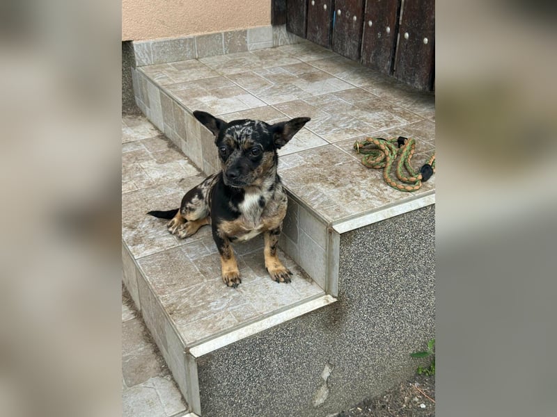 Harley, geboren 01.08.2025, 28cm sucht ihr Herz-Zuhause