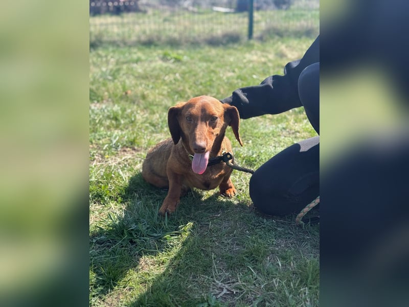 Pavarotti, geboren 01.03.2024, 28cm sucht seine Menschen