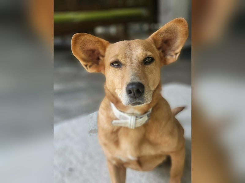 Rex, geboren 17.03.2020, 32cm sucht sein Menschen