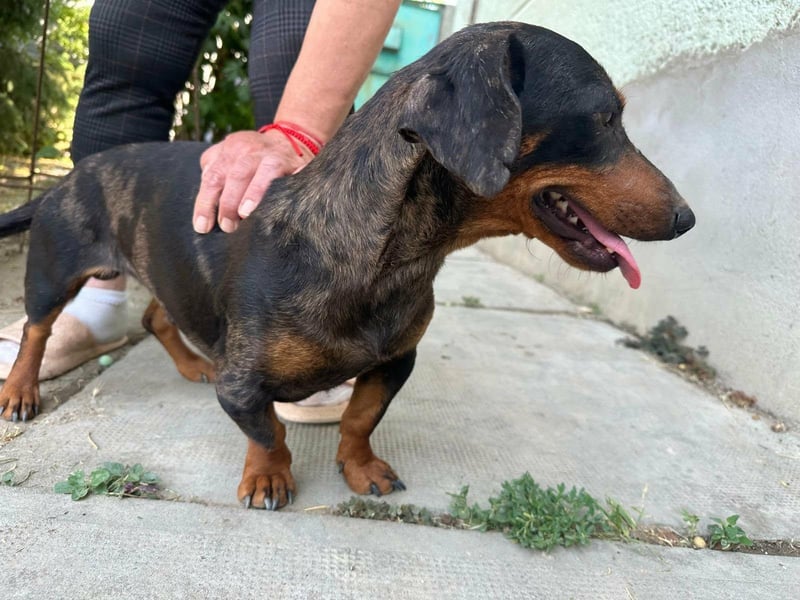 Klaus, geboren 14.02.2025, 30cm sucht sicheres Zuhause