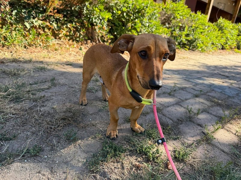 Honey, geboren 08.03.2023, 30cm sucht ihr Körbchen