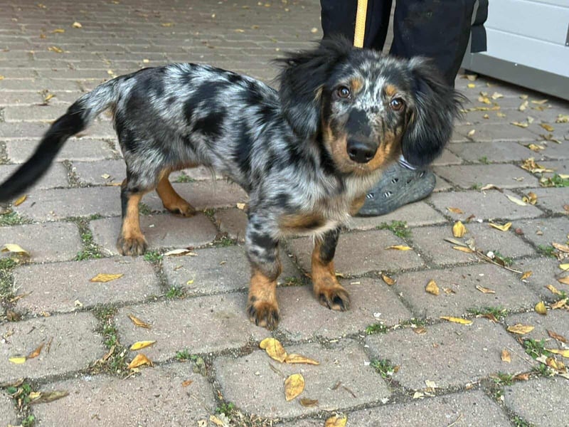 Benji, geboren 10.06.2025, 28cm sucht sein Plätzchen