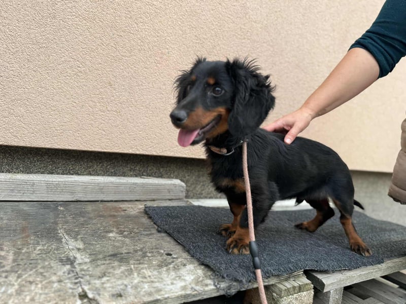 Borso, geboren 16.04.2025, 26cm sucht seine Menschen