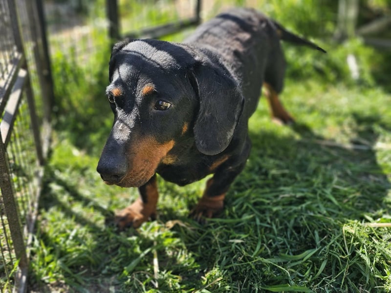 Bobi, geboren 10.07.2014, 30cm sucht seinen Platz