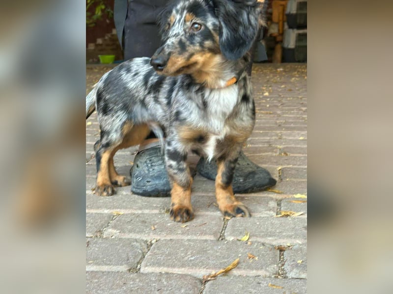 Benji, geboren 10.06.2025, 28cm sucht sein Plätzchen