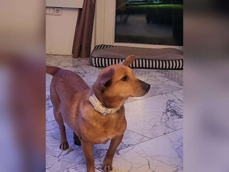 Rex, geboren 17.03.2020, 32cm sucht sein Menschen