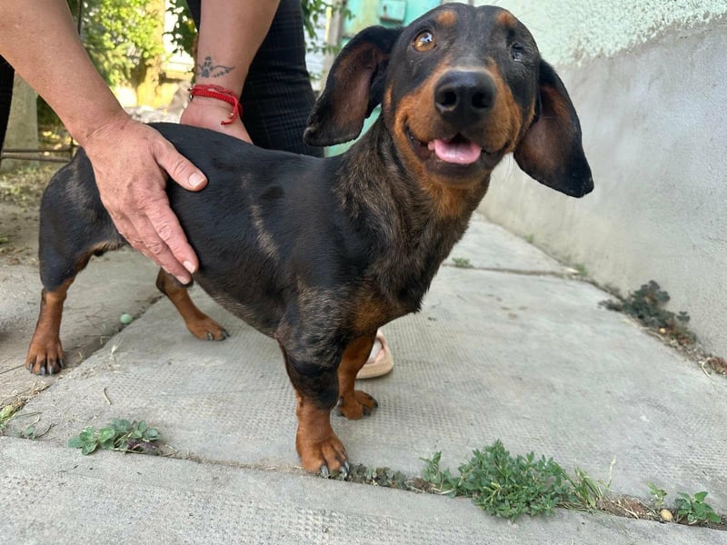 Klaus, geboren 14.02.2025, 30cm sucht sicheres Zuhause