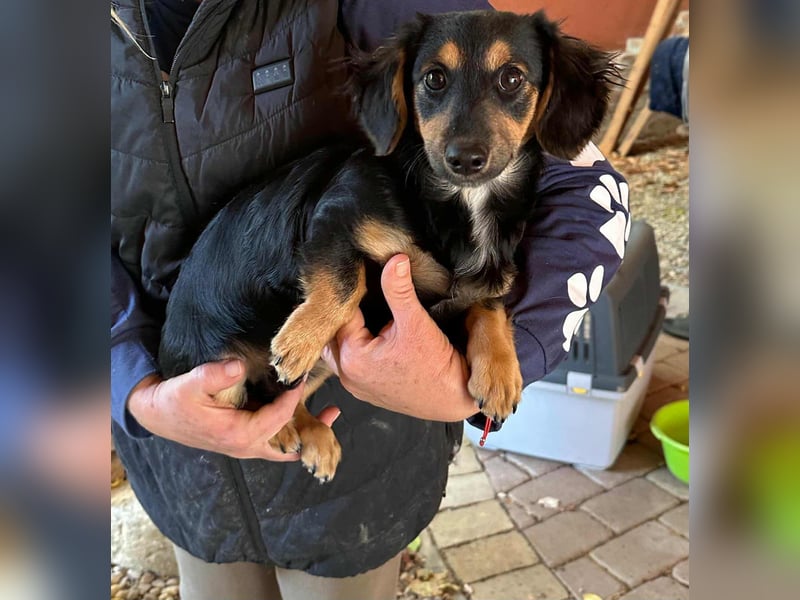 Zsanna, 8 Monate, 26cm sucht ihre Menschen