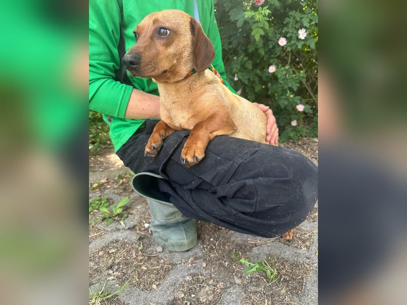 Pepe, 1 Jahr, 27cm sucht sein Glück