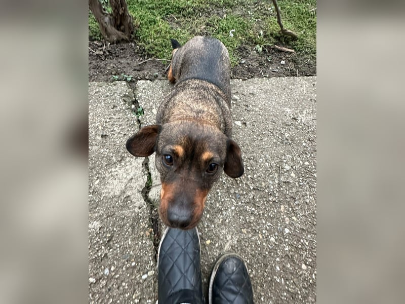 Corinna, geboren 07.06.2024, 30cm sucht ihr Glück