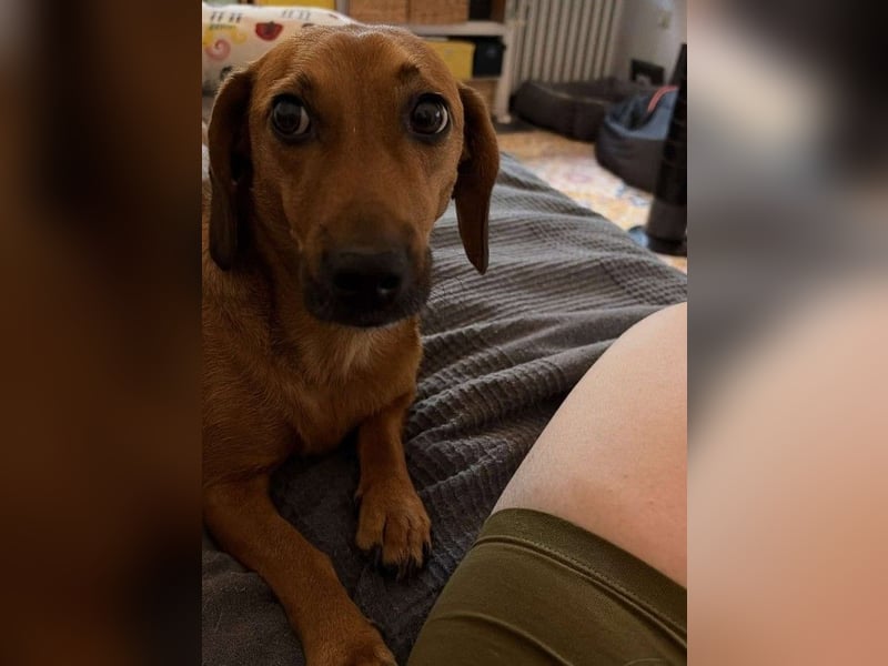 HOLLY - wartet in 90419 Nürnberg auf ihre Menschen