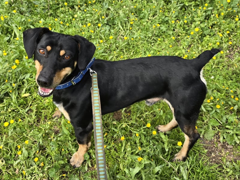 Otto: ein Schatz  für die ganze Familie