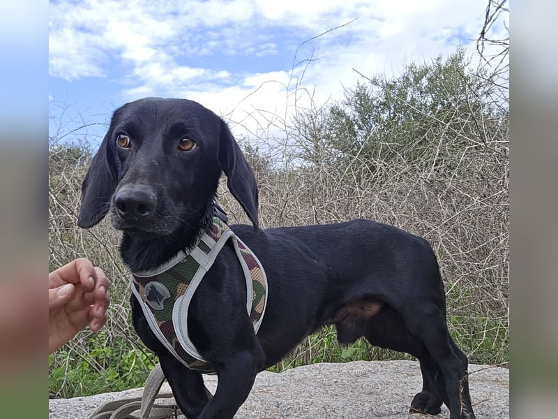 Cinque: Traumhund für Dackefreunde