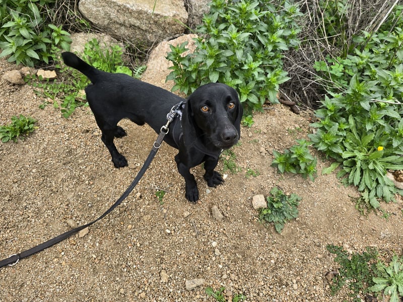 Cinque: Traumhund für Dackefreunde