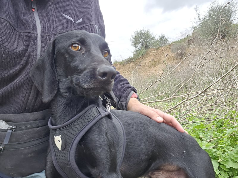 Cinque: Traumhund für Dackefreunde