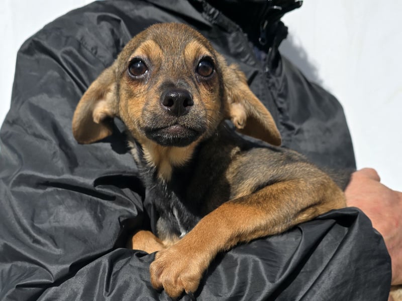 Nico: mit Mama und Papa ins Tierheim