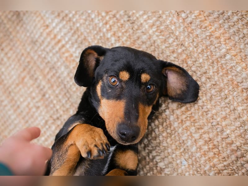 Chip-Nr. 258428 - ich möchte so gerne DEIN vierbeiniger Begleiter sein!