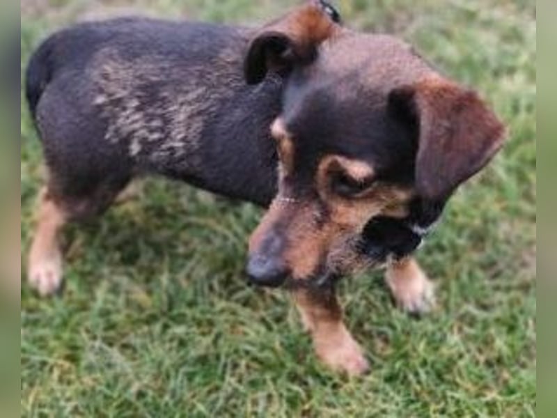 MAX - der liebe und freundliche Dackel-Mix sucht ein liebevolles Für-Immer Zuhause