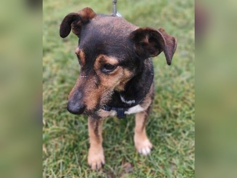 MAX - der liebe und freundliche Dackel-Mix sucht ein liebevolles Für-Immer Zuhause