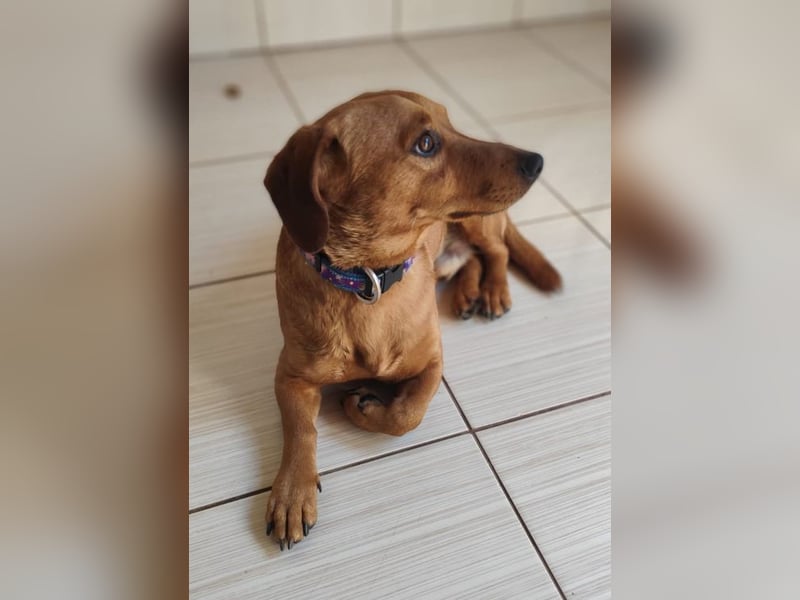 SILDO - der aktive und fröhliche Dackel-Mix sucht eine unternehmungslustige Familie!