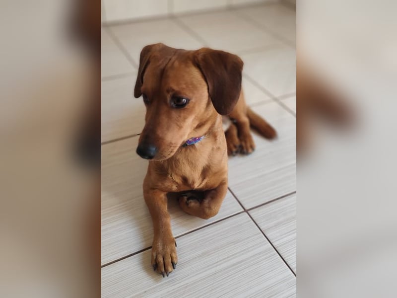 SILDO - der aktive und fröhliche Dackel-Mix sucht eine unternehmungslustige Familie!