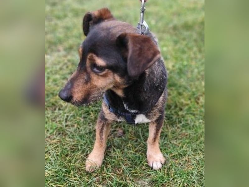 MAX - der liebe und freundliche Dackel-Mix sucht ein liebevolles Für-Immer Zuhause