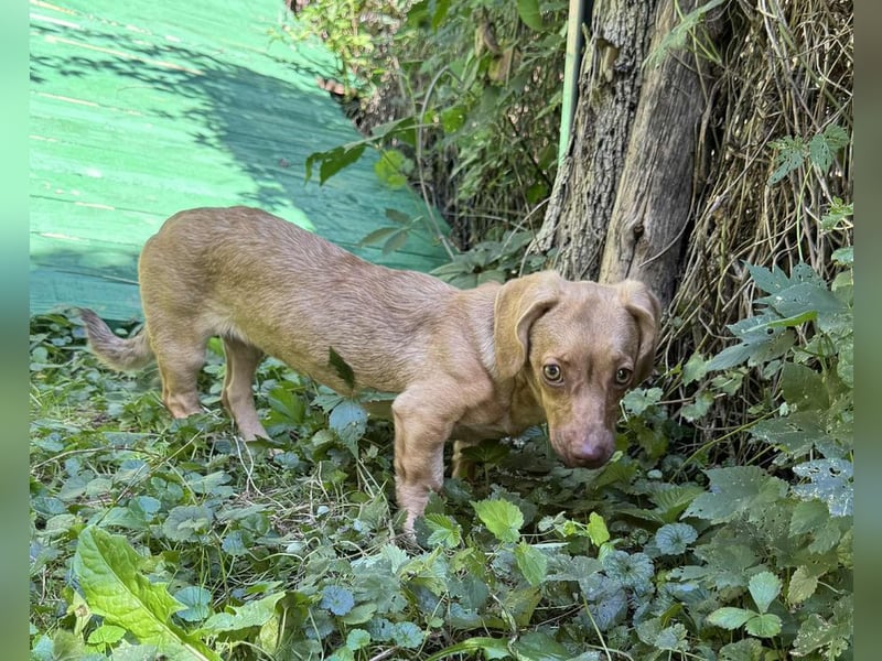 Welpe ILSE - das liebe und brave kleine Dackelmädchen freut sich auf ein tolles Für-Immer Zuhause