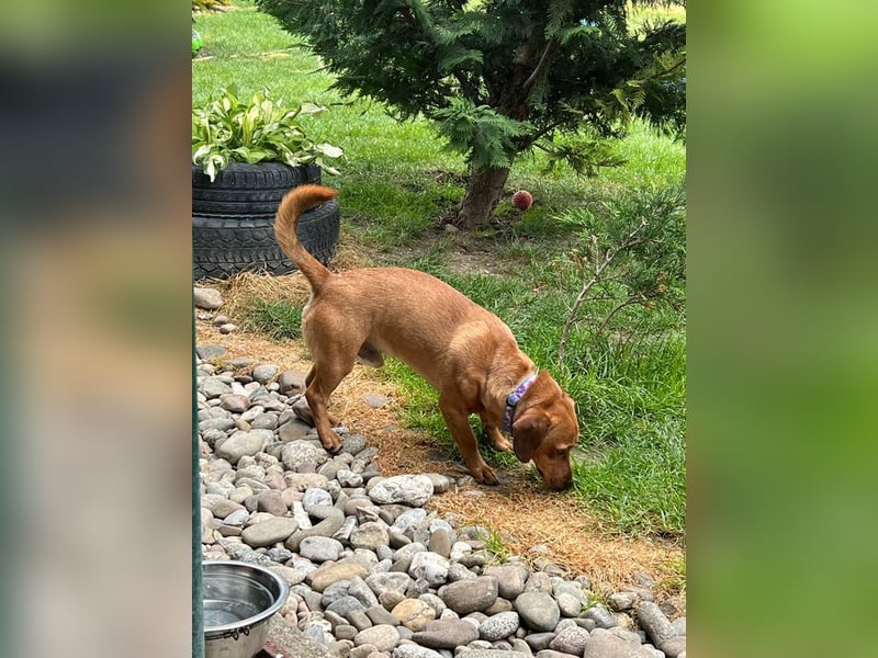 SILDO - der aktive und fröhliche Dackel-Mix sucht eine unternehmungslustige Familie!