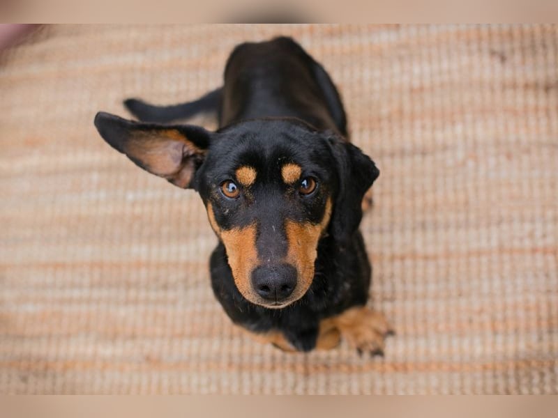 Chip-Nr. 258428 - ich möchte so gerne DEIN vierbeiniger Begleiter sein!