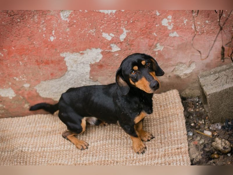 Chip-Nr. 258428 - ich möchte so gerne DEIN vierbeiniger Begleiter sein!