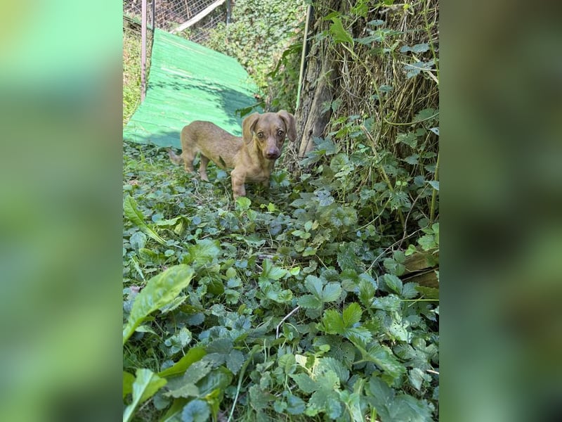Welpe ILSE - das liebe und brave kleine Dackelmädchen freut sich auf ein tolles Für-Immer Zuhause
