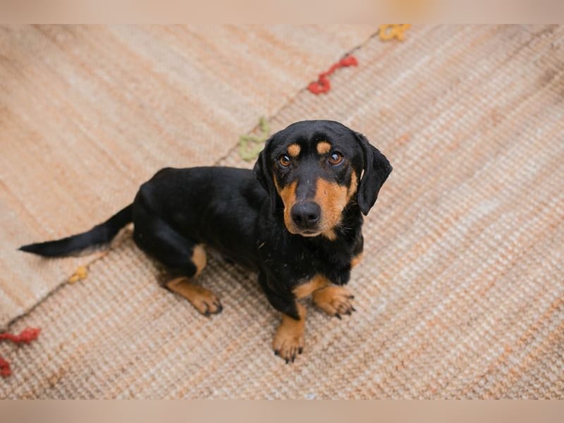 Chip-Nr. 258428 - ich möchte so gerne DEIN vierbeiniger Begleiter sein!