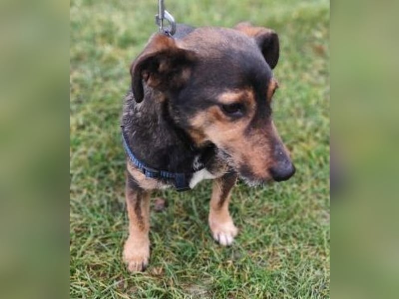 MAX - der liebe und freundliche Dackel-Mix sucht ein liebevolles Für-Immer Zuhause