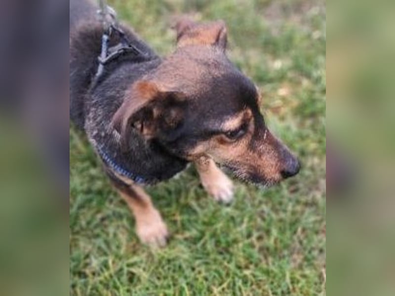 MAX - der liebe und freundliche Dackel-Mix sucht ein liebevolles Für-Immer Zuhause