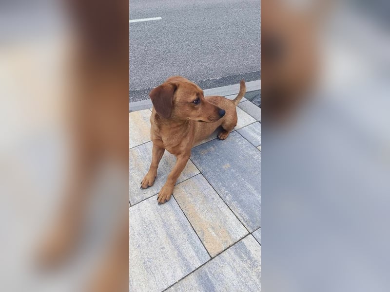 SILDO - der aktive und fröhliche Dackel-Mix sucht eine unternehmungslustige Familie!